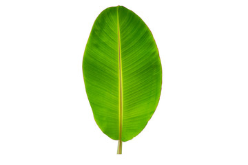 Green Banana leaves  isolated on white background