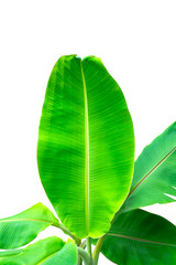 Green Banana leaves  isolated on white background