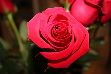 Red Rose Bloom