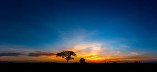 Panorama silhouette tree in africa with sunset.Tree silhouetted against a setting sun.Dark tree on...