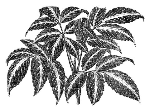 leaves, Leea, Amabilis, shrub, surface vintage illustration.