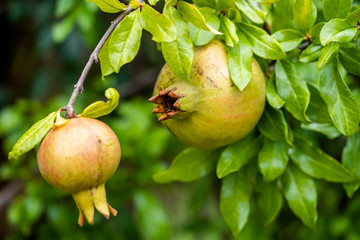 Pomegranates in the branches of pomegranate trees