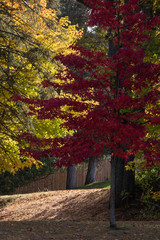 Stunning Yellow and red sunlit leaves