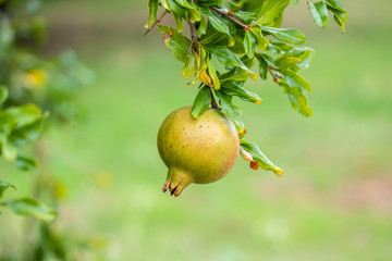 Pomegranates in the branches of pomegranate trees