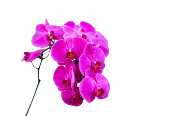 beautiful purple Phalaenopsis orchid flowers, isolated on white background.Selective focus.agriculture idea concept design with copy space add text.