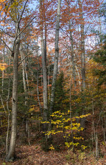Obraz premium forest in late autumn