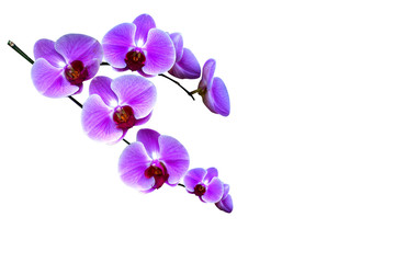 Fototapeta na wymiar beautiful purple Phalaenopsis orchid flowers, isolated on white background.Selective focus.agriculture idea concept design with copy space add text.