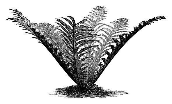 Polypodium Heracleum vintage illustration.