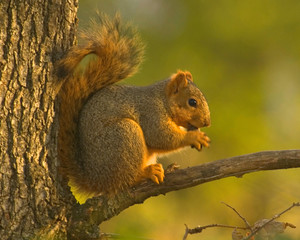 Naklejka na ściany i meble Red Squirrel Eating A Nut In A Tree