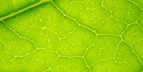 Green leaves background. Leaf texture