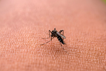 Aedes aegypti Mosquitoe bite and feeding blood on wrinkle skin.Aedes mosquitoes bring dengue disease.Mosquitoe sucking blood.photo by select focus.