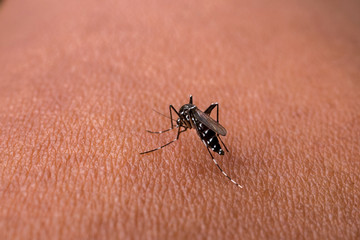 Aedes aegypti Mosquitoe bite and feeding blood on wrinkle skin.Aedes mosquitoes bring dengue disease.Mosquitoe sucking blood.photo by select focus.