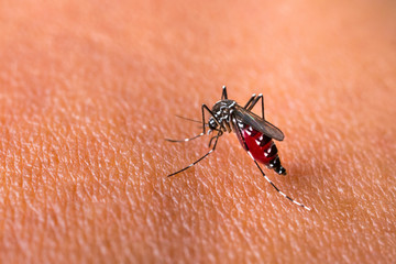 Aedes aegypti Mosquitoe bite and feeding blood on wrinkle skin.Aedes mosquitoes bring dengue disease.Mosquitoe sucking blood.photo by select focus.