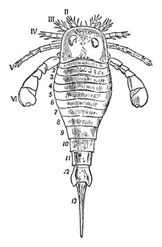 Eurypterus Fischeri, vintage illustration.