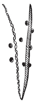 Elaters of Jungermannia vintage illustration.