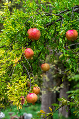 Pomegranates in the branches of pomegranate trees