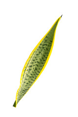 Sansevieria trifasciata leaf tropical isolated on white background.The snake plant (also known as...