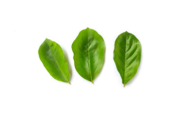 Champaca leaf tropical isolated on white background