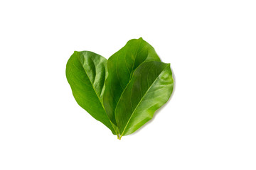 Champaca leaf tropical isolated on white background