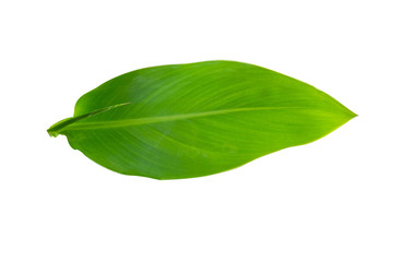 Fresh Green  leaf  isolated on white background.Green leaves on branch.