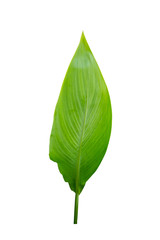 Obraz premium Fresh Green leaf isolated on white background.Green leaves on branch.