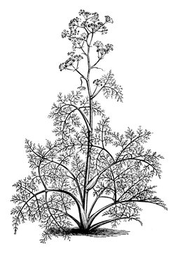 Ferula, Tingitana, Giant, Fennel, Apiaceae, tall, perennial, herb, flowers vintage illustration.