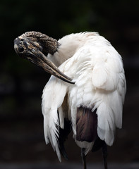 Wood stork is twisting its textured gray-brown beak head and down-curved beak to preen the white feathers on its back against a dark background. © Dossy