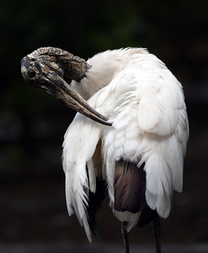 Wood stork is twisting its textured gray-brown beak head and down-curved beak to preen the white feathers on its back against a dark background.