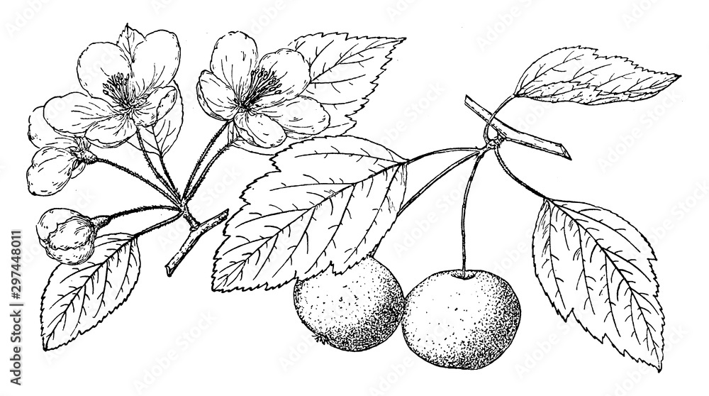 Sticker branch of prairie crabapple vintage illustration.