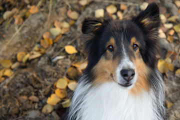 Shetland Sheepdog Portrait Fall Autumn Leaves Face Close Up