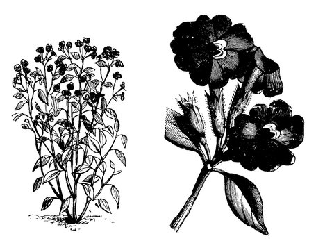 Browallia, Elata, flower, shrub, sepal, tabular vintage illustration.