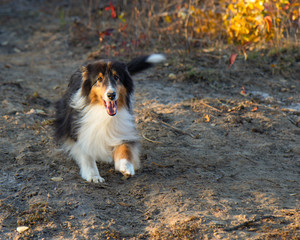 Shetland Sheepdog Running Fall Autumn