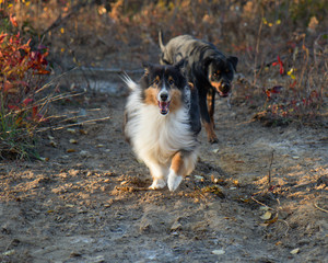 Shetland Sheepdog Rottweiler Running Fall Autumn Sunset