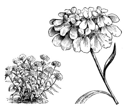 Habit and Detached Inflorescence of Iberis Umbellata vintage illustration.