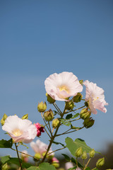 白い花のアップ