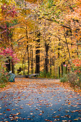 Autumn leaves. 