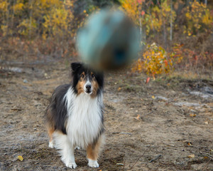 Shetland Sheepdog Fall Autumn Ball