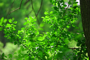 Obraz premium green leaves background