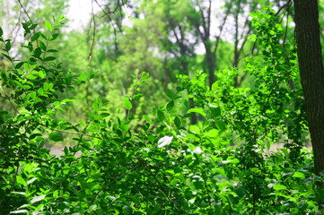 Obraz na płótnie Canvas green leaves in the forest