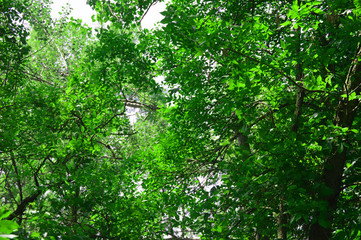 green leaves of a tree in spring
