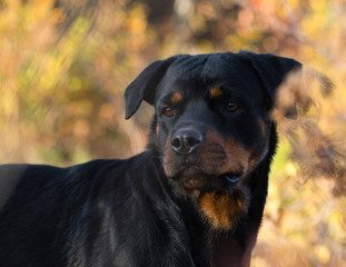 Obraz premium Rottweiler Close Up Face Autumn