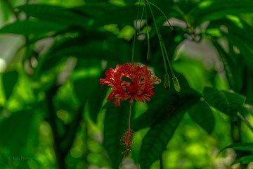 red flower in the garden