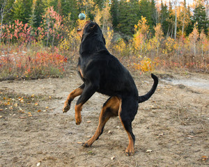 Rottweiler Autumn Fall Catch Ball Jump