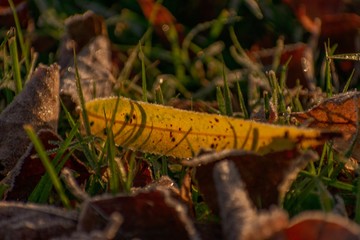 autumn leaves on grass