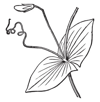 Lathyrus Aphaca vintage illustration.