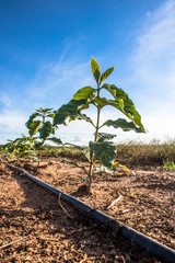 Aerial view of coffee seedlings being irrigated in the drip system