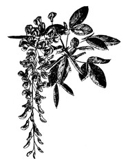 Flowering Branchlet of Laburnum Alpinum vintage illustration. - obrazy, fototapety, plakaty