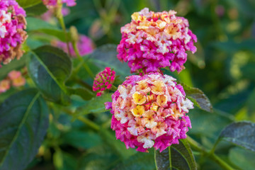 Morning dew on lantana flowers