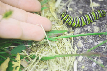 come here for safety lil catipillar