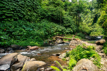 Bamboo poles bridge crossing the river rapids in the lush green tropical jungle